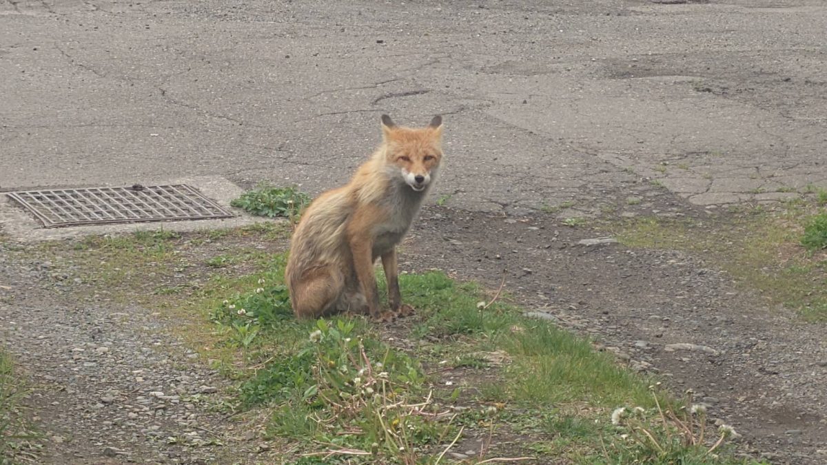 北キツネ in 帯広市緑ヶ丘 – 帯広ドットコムブログ–不動産業の中で–