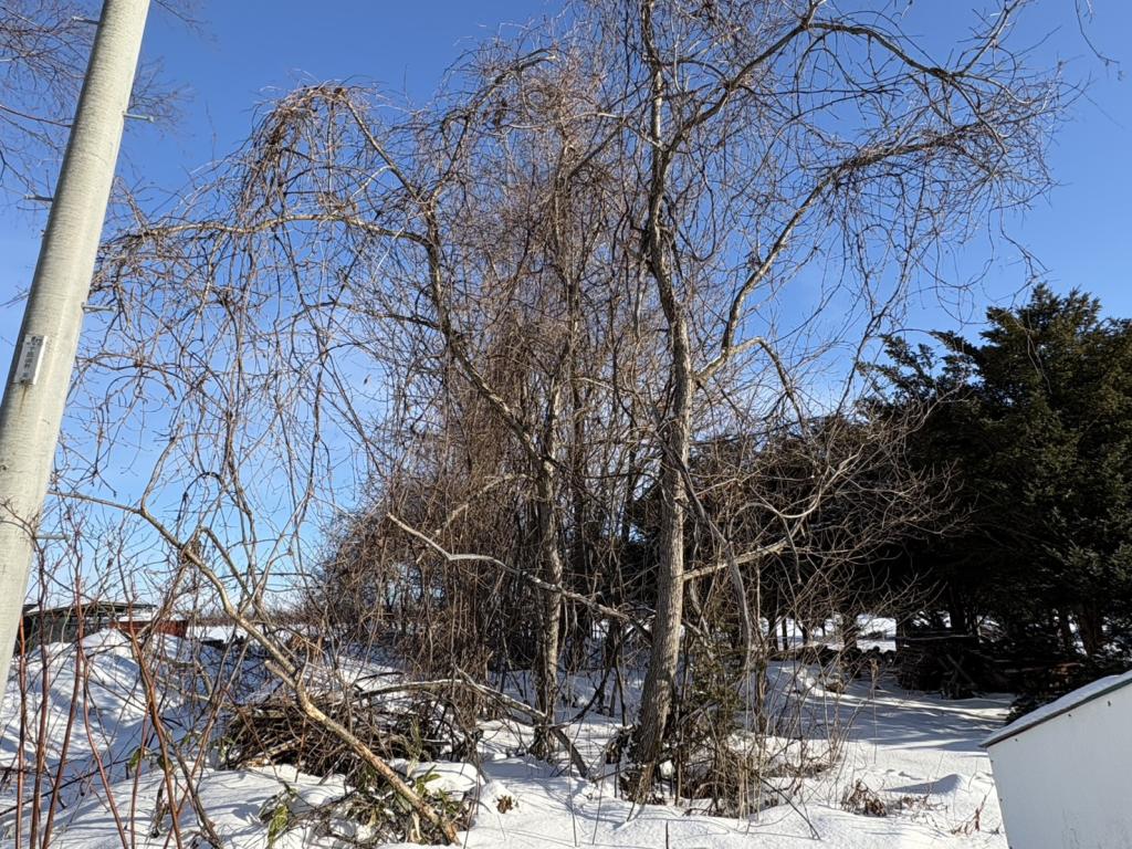 【写真追加】鹿追町鹿追基線　売土地①