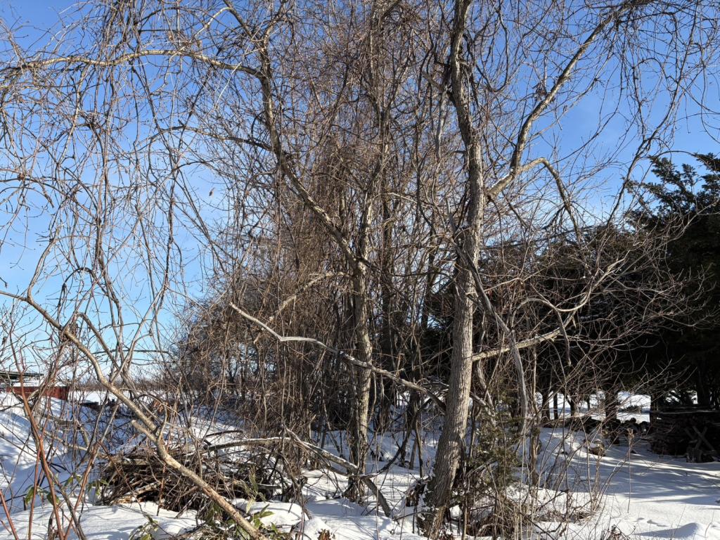 【写真追加】鹿追町鹿追基線　売土地① 内観