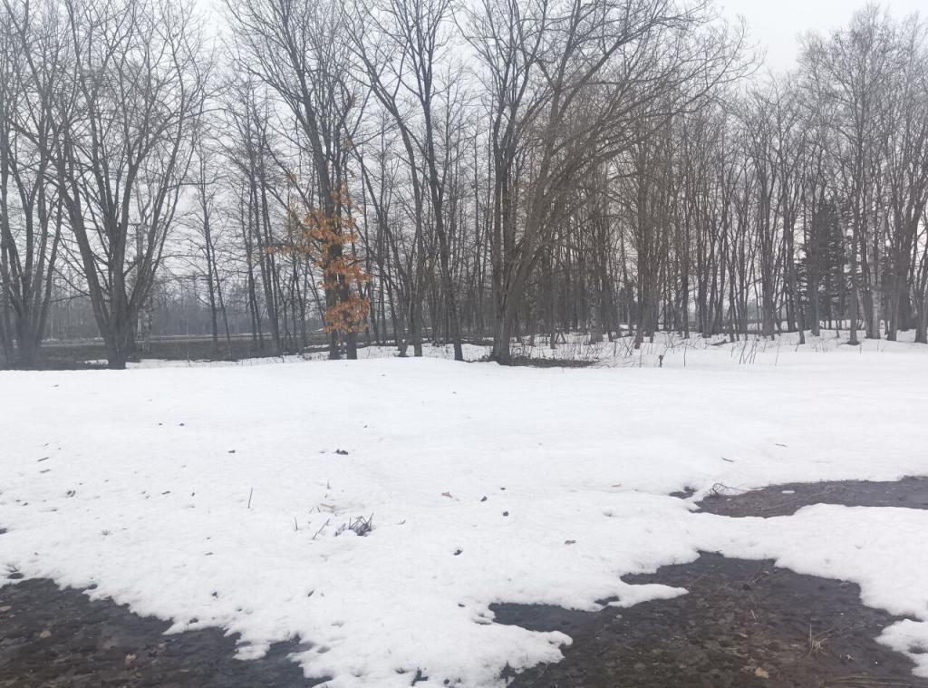 中札内村元大正基線　売土地 内観