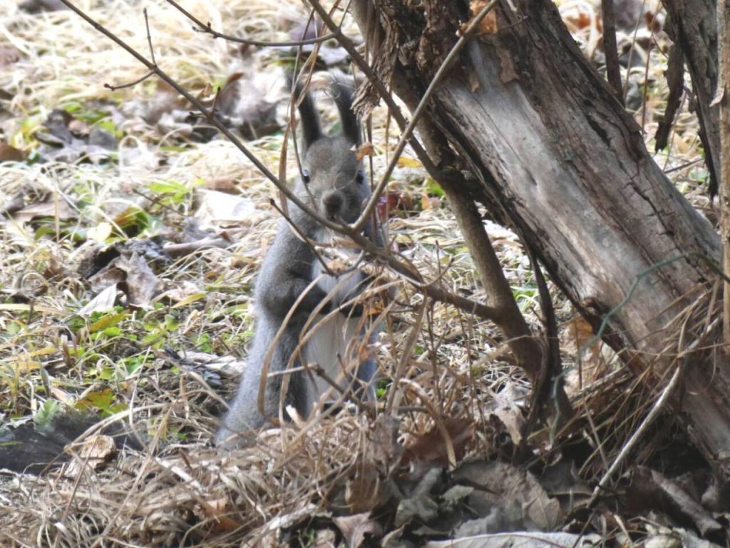 新得町栄町　中古戸建 内観